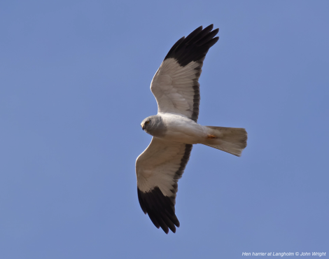Hen harrier, Langholm Moor